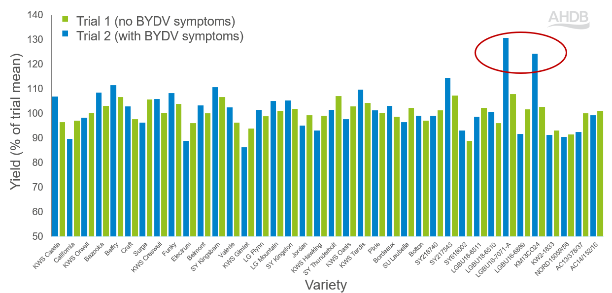 Chart showing how tolerant barley varieties perform under BYDV pressure.